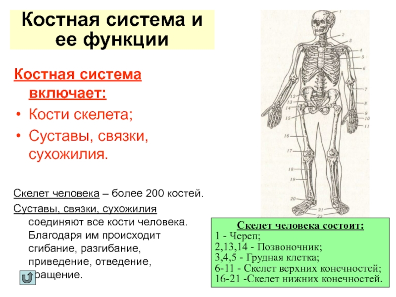 Костная система выполняет в организме функцию. Общая характеристика костной системы. Костная система человека состоит. Скелетная система человека. Органы костной системы человека.