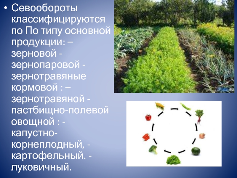 Типы севооборотов овощных культур