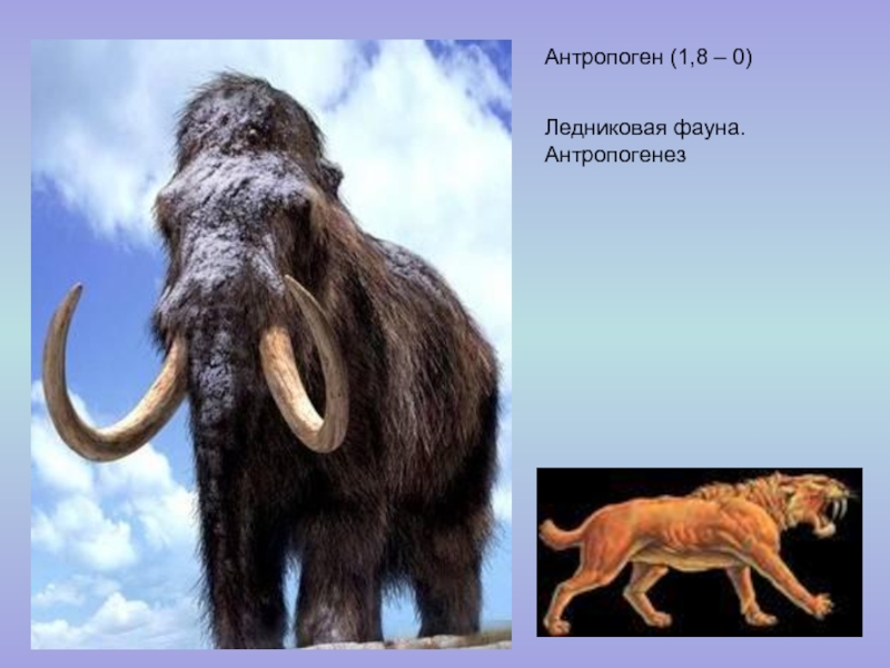 Антропоген (1,8 – 0)Ледниковая фауна. Антропогенез