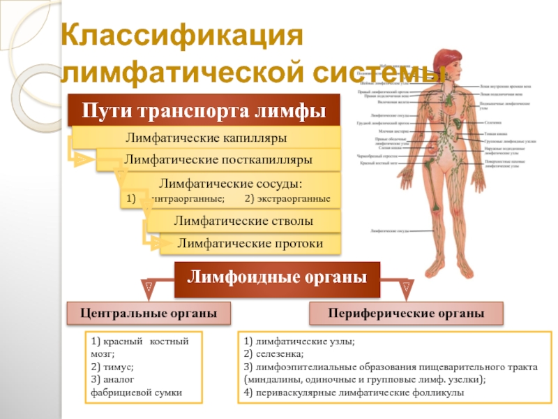 Лимфа 2. Классификация лимфатической системы. Лимфатическая система центральные и периферические. Классификация сосудов в лимфатической системе. Центральные и периферические органы лимфатической системы.