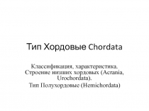 Тип Хордовые Chordata Классификация, характеристика. Строение низших хордовых (Acrania, Urochordata). Тип Полухордовые (Hemichordata)