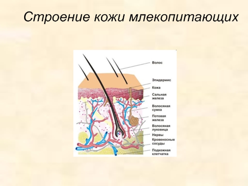 Строение кожи млекопитающих рисунок с подписями 7 класс