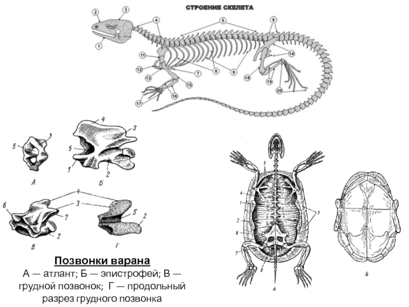 Зоологию позвоночных животных. Зоология позвоночных. Позвоночника варана Атлант эпистрофей. Зоология позвоночных для школьников. Позвонки варана.