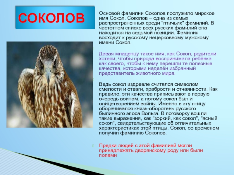 Кто написал сокол. Происхождение фамилии Соколов. Птичьи фамилии в русской литературе презентация. Птичьи фамилии в русской литературе. Имя для Сокола.