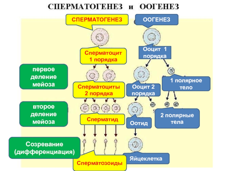 Ооциты первого порядка. Сперматоцит 2 порядка. Сперматоцит 1 порядка. Ооцит второго порядка.