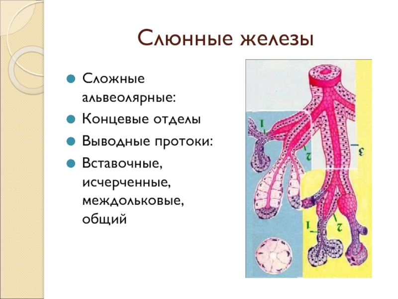 Сложная железа. Концевой отдел и выводной проток железы. Концевые отделы желез. Выводные протоки слюнных желез. Концевые отделы слюнных желёз.