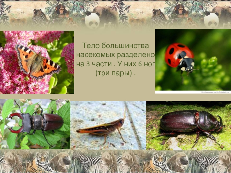 Тело большинства насекомых разделено  на 3 части . У них 6 ног (три пары) .