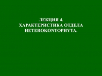 ЛЕКЦИЯ 4.
ХАРАКТЕРИСТИКА ОТДЕЛА HETEROKONTOPHYTA