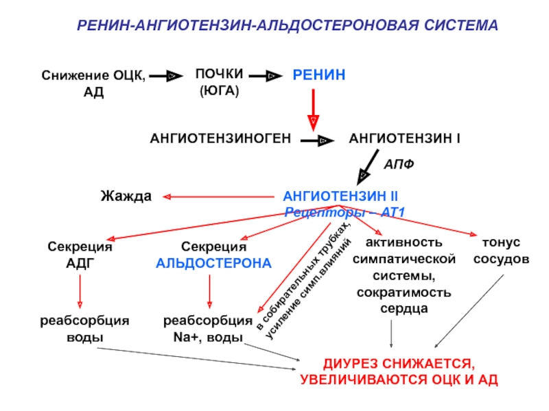 Ренин ангиотензиновая система схема