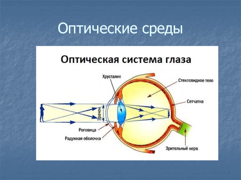 Перечислите оптические среды глаза. Схема преломления лучей хрусталиком глаза. Оптическая система глаза.