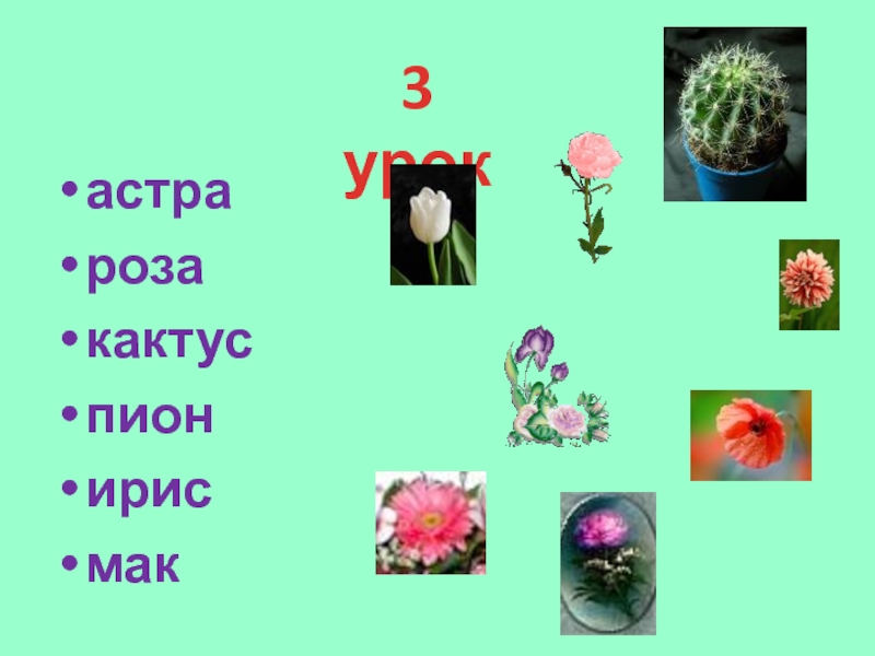 Пион схема слова 1. Кактус Астра Ирис Мак. Схема Кактус Астра пион роза Ирис Мак. Кактус Астра пион. Схема слов Кактус Астра пион роза Ирис Мак.