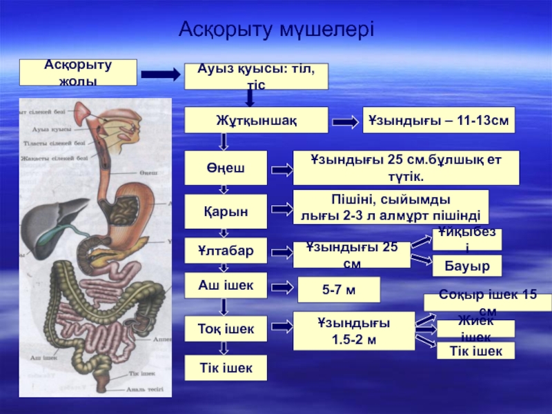 Ас қорыту жүйесіне әсер ететін дәрілер презентация