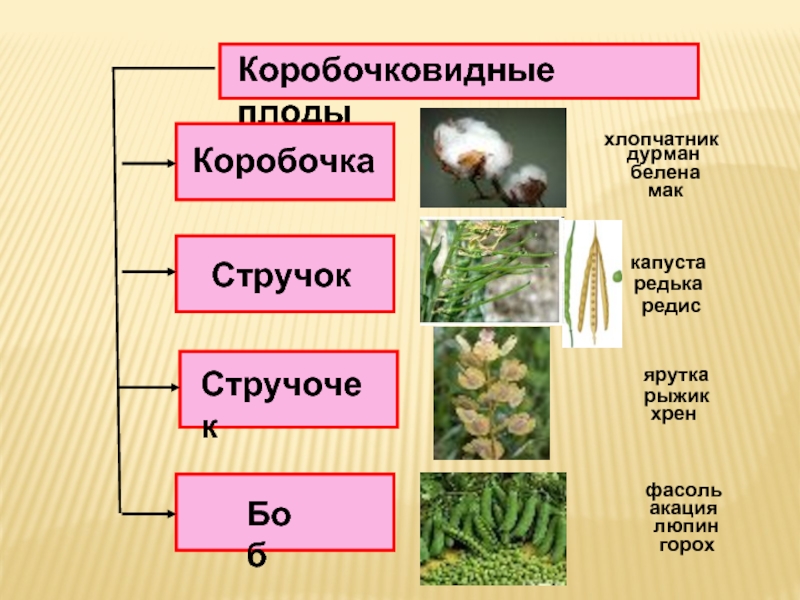 Плод стручок или стручочек капустные. Сухие коробочковидные плоды. Коробочковидные. Коробочковидные стручок. Коробочковидные коробочка.