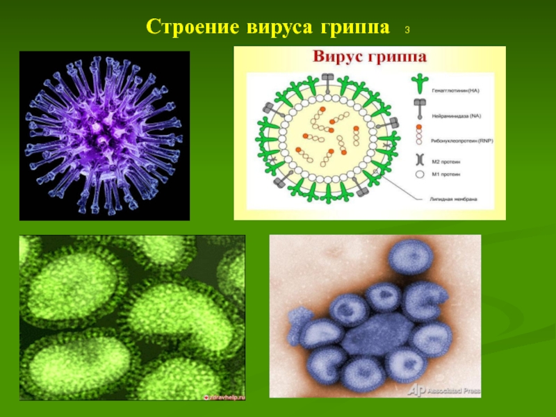 Вирус гриппа группа