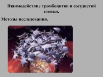 тромбоциты, функция,диагностика.ppt