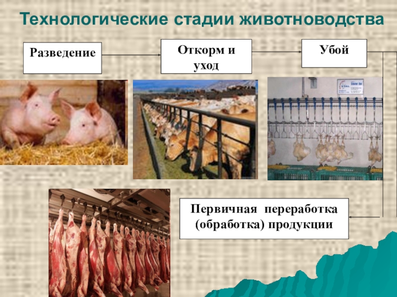 Получение продукции животноводства 8 класс. Технологические стадии животноводства. Технология первичной переработки продуктов животноводства. Технология получения животноводческой продукции. Технология производства продукции животноводства.