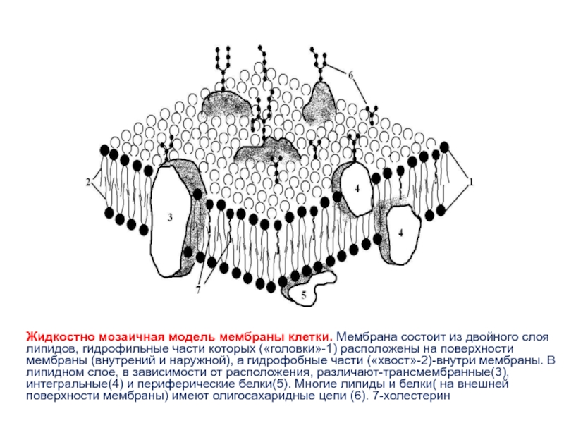 Схема строения клеточной мембраны