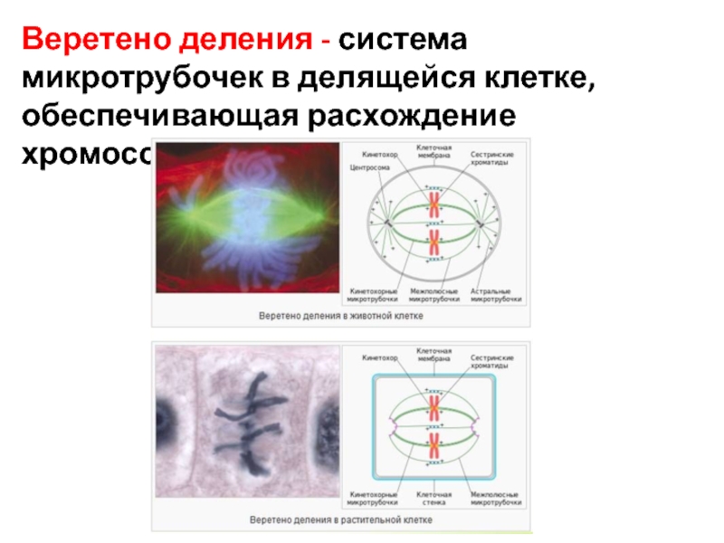 Веретено деления клетки. Нити веретена деления строение. Структуры веретена деления эукариотической клетки. Веретено деления строение и функции. Образуют Веретено деления тубулины.