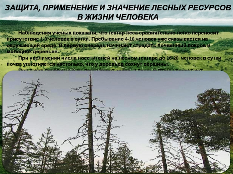 Три группы лесов