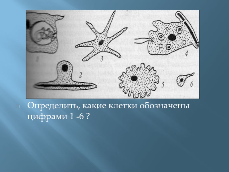 Какие клетки обозначены цифрами