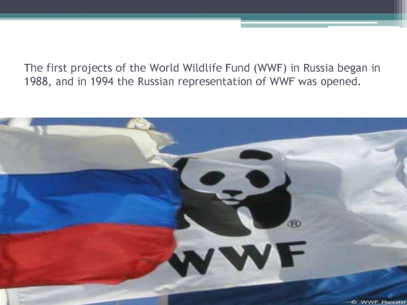 Wwf презентация на английском