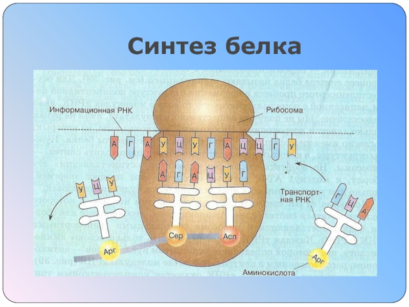 Пластический обмен Синтез белка Синтез белка Синтез белка