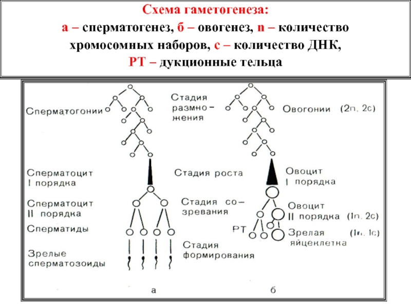 Схема хромосомного набора. Фаза размножения сперматогенеза. Сперматогенез набор хроматид. Схема и стадии сперматогенеза и овогенеза. Гаметогенез схема с наборами.
