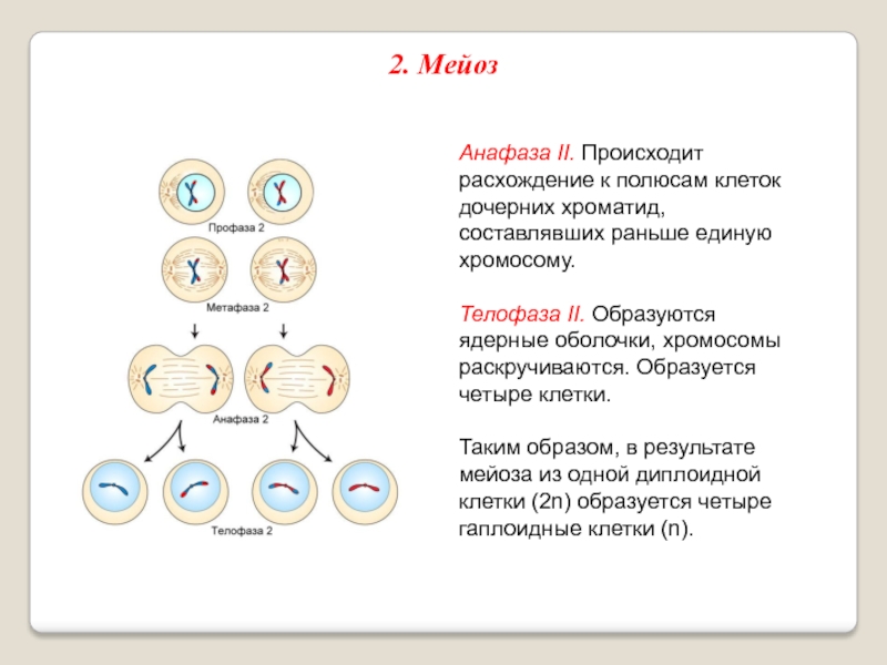 В соматических клетках после митоза. Мейоз 2 фазы. Телофаза мейоза 2. Метафаза мейоза 2. Телофаза 2 мейоза процессы.
