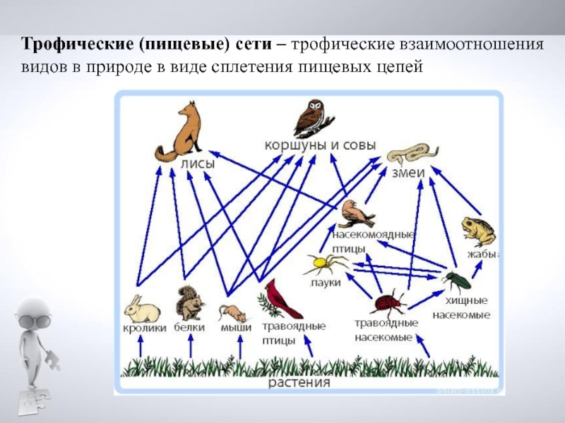 Составление схем передачи веществ и энергии цепей питания