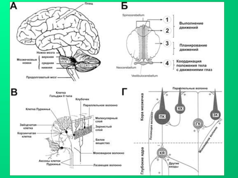 Мозжечок физиология. Функции мозжечка схема. Схема основных межнейронных связей мозжечка. Межнейронные связи в коре мозжечка схема. Организация коры мозжечка.