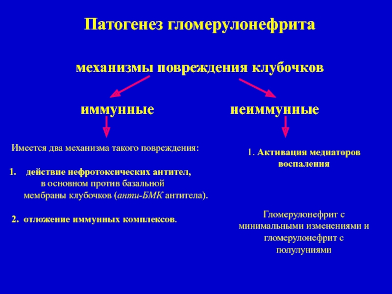 Презентация по гломерулонефриту