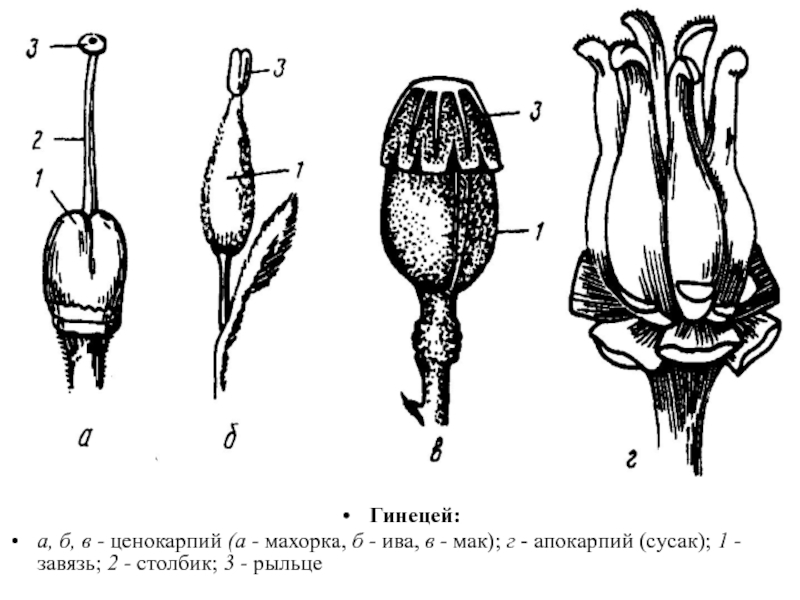 Апокарпный гинецей рисунок