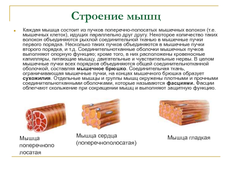 Гладкий саркоплазматический ретикулум исчерченных мышц обеспечивает