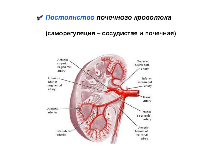 Почечное кольцо