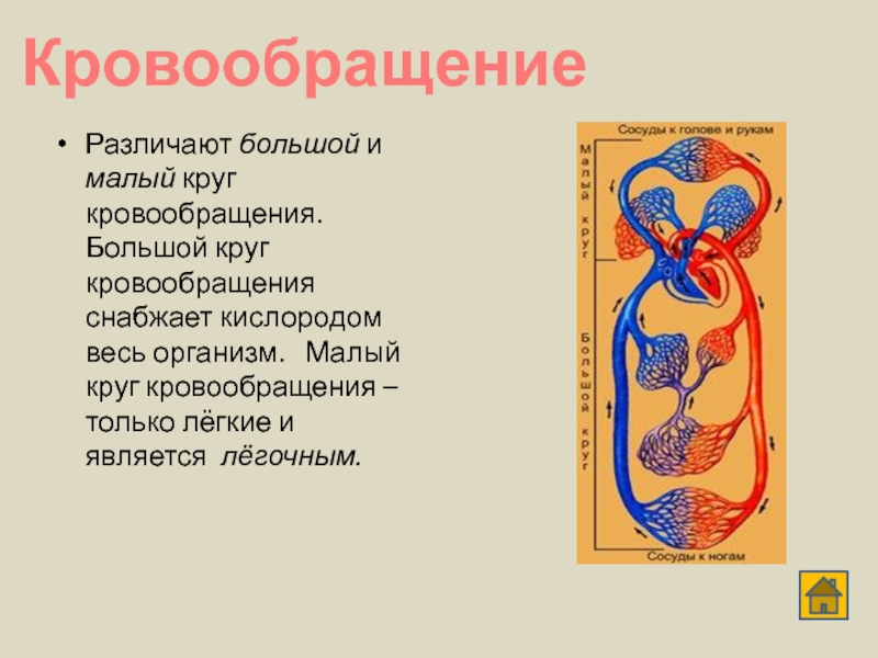 4 круга кровообращения. Отличия большого и малого круга кровообращения. Малый круг кровообращения снабжает органы. Круг кровообращения кошки. Круги кровообращения Льва.