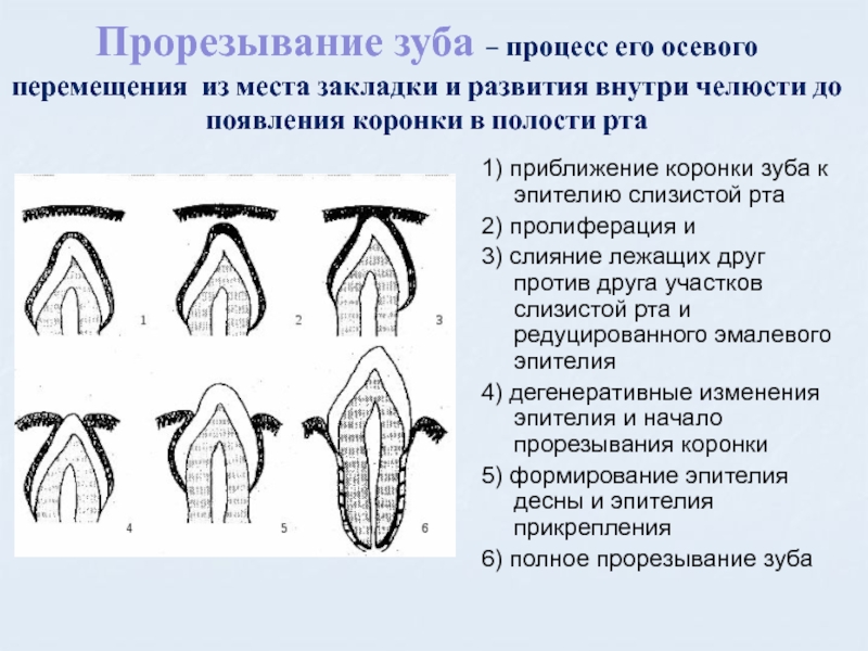 Возрастные изменения зубов презентация