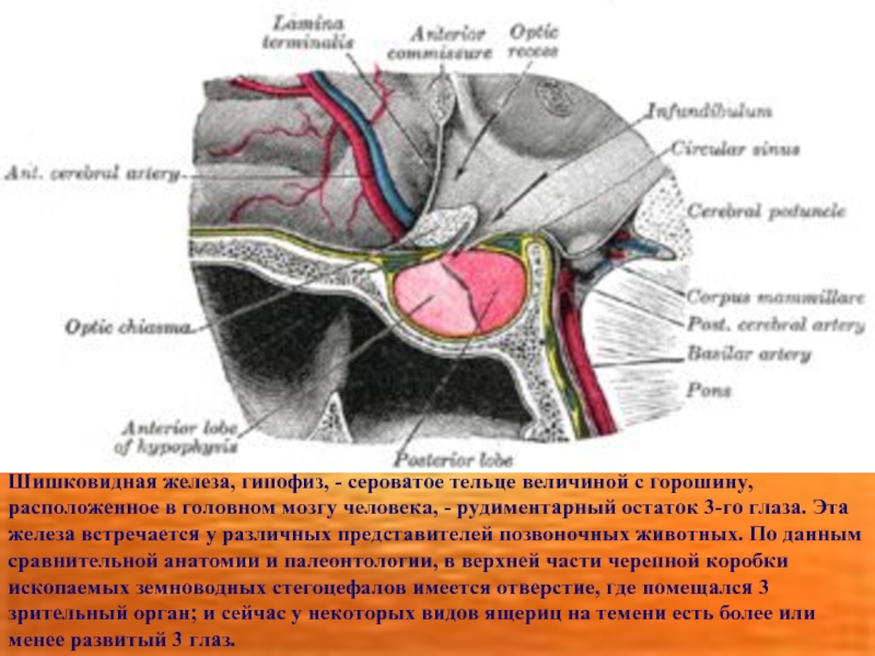 Шишковидная железа, гипофиз, - сероватое тельце величиной с горошину, расположенное в головном мозгу человека, - рудиментарный остаток