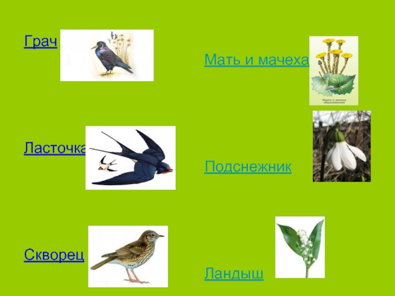 Схема невидимых нитей в весеннем лесу схема 2