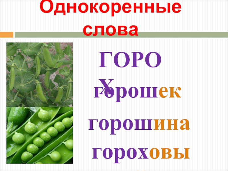 Проект горох. Слово горох. 2 Склонение слова горох. Слово горошек. Слова к слову горох.