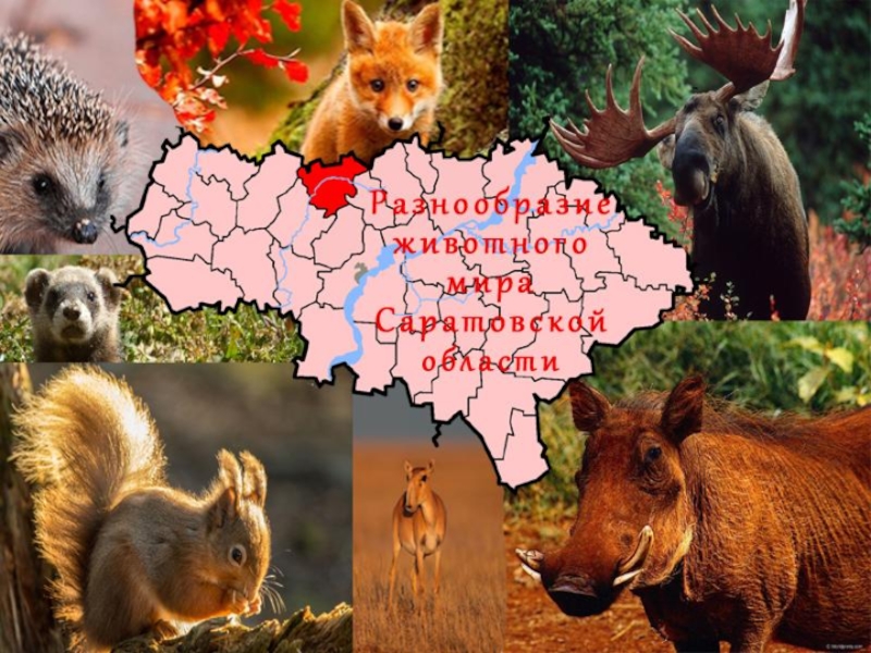Животный мир Саратовской области