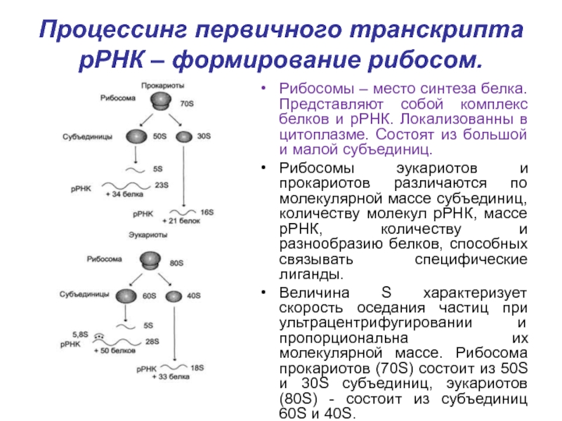 Синтез рибонуклеиновой кислоты