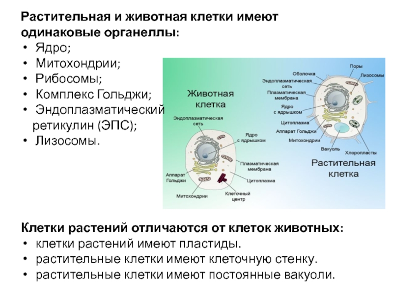 Отличие клеток растений от клеток животных