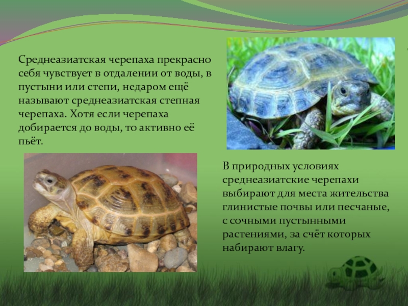 Черепаха рассказ 3 класс. Проект Среднеазиатская сухопутная черепаха. Среднеазиатская сухопутная черепаха обитает. Информация о черепахе. Сообщение о черепахе.