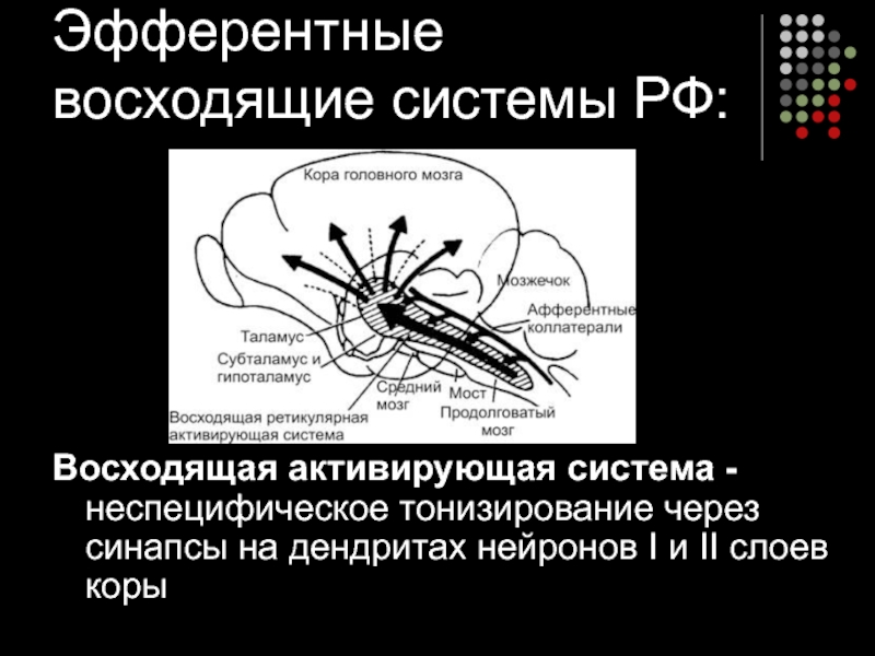 Афферентные и эфферентные пути. Ретикулярная активирующая система мозга. Восходящая ретикулярная активирующая система мозга. Афферентные и эфферентные пути лимбической системы. Эфферентный синапс.