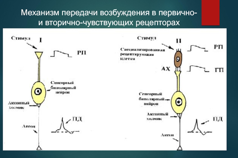 Механизм возбуждения первичного рецептора схема