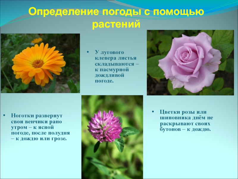 Примета цветов. Приметы о растениях. Приметы за растениями. Приметы народов по растениям. Определение погоды по растениям.