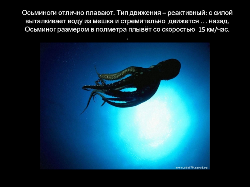 Осьминоги отлично плавают. Тип движения – реактивный: с силой выталкивает воду из мешка и стремительно движется …