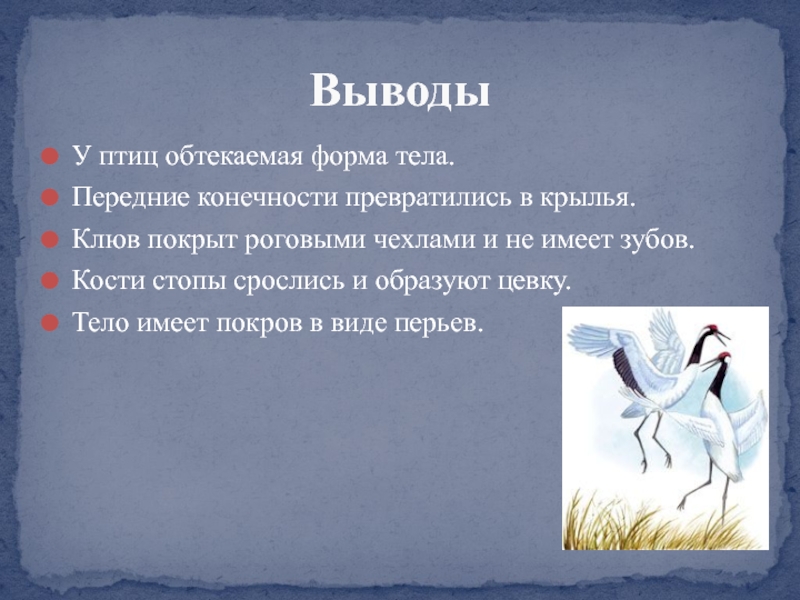 Вывод по теме птицы. Вывод строение птиц. Вывод о внешнем строении птиц. Вывод внешнее строение птицы строение перьев. Вывод о птицах.