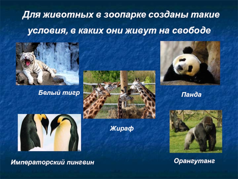 Для животных в зоопарке созданы такие условия, в каких они живут на свободе Белый тигрЖираф Панда