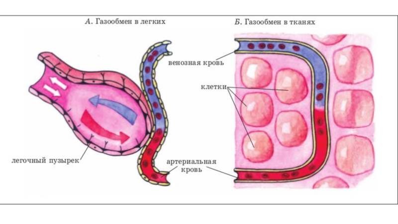 Газообмен в легких схема